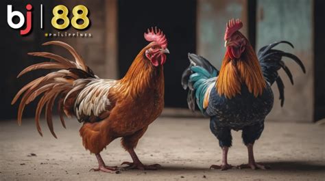 gamefowl bloodlines in the philippines|Top 10 gamefowl breeders in the Philippines with their  .